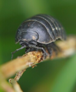 Rollassel Armadillidium vulgare