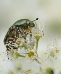 Goldglänzender Rosenkäfer Cetonia Aurata