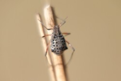 Riesenweidenblattlaus Tuberolachnus salignus
