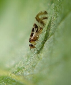 Kreuztragende Rindenlaus Graphopsocus cruciatus