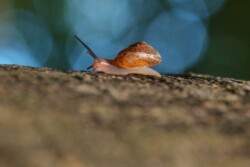 Kantige Laubschnecke Hygromia cinctella