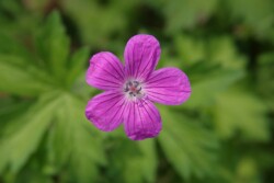 Sumpf-Storchschnabel Geranium palustre