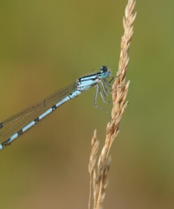 Gemeine Becherjungfer (Männchen) Enallagma cyathigerum